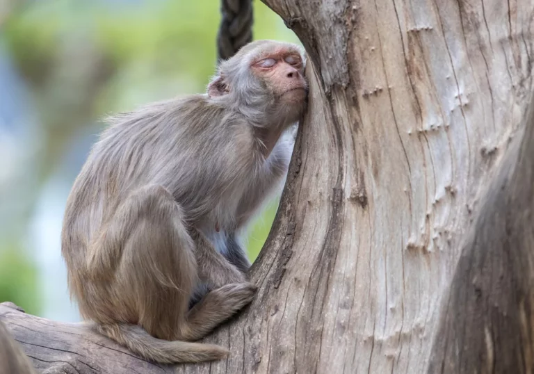 Efekt Setnej Małpy – co to jest i co z tego wynika?