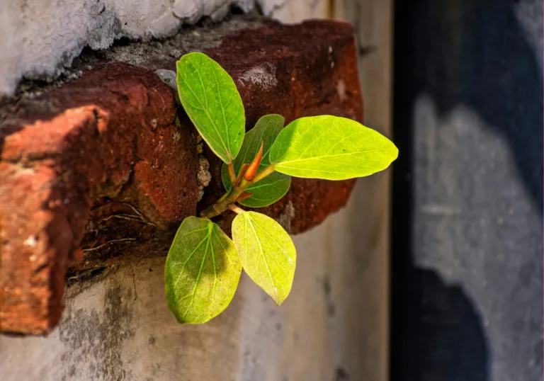 Odkryj Sekret Sukcesu: Siła czy Moc? Sprawdź, co rzeczywiście determinuje Twój sukces!